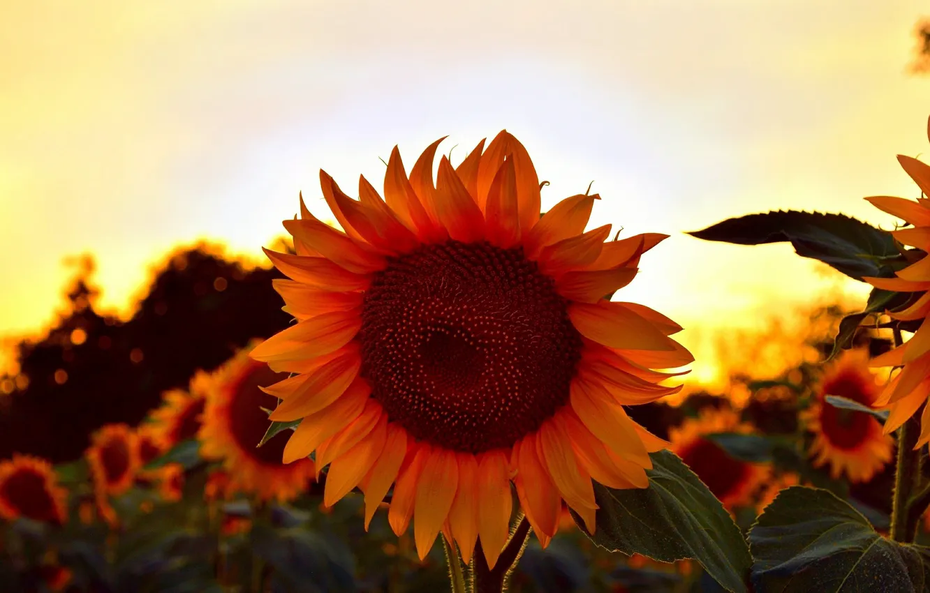 Фото обои Закат, Лето, Подсолнухи, Sunset, Summer, Sunflowers