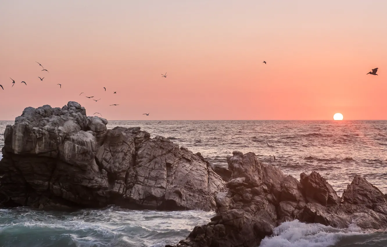 Фото обои ocean, sunset, water, seagulls