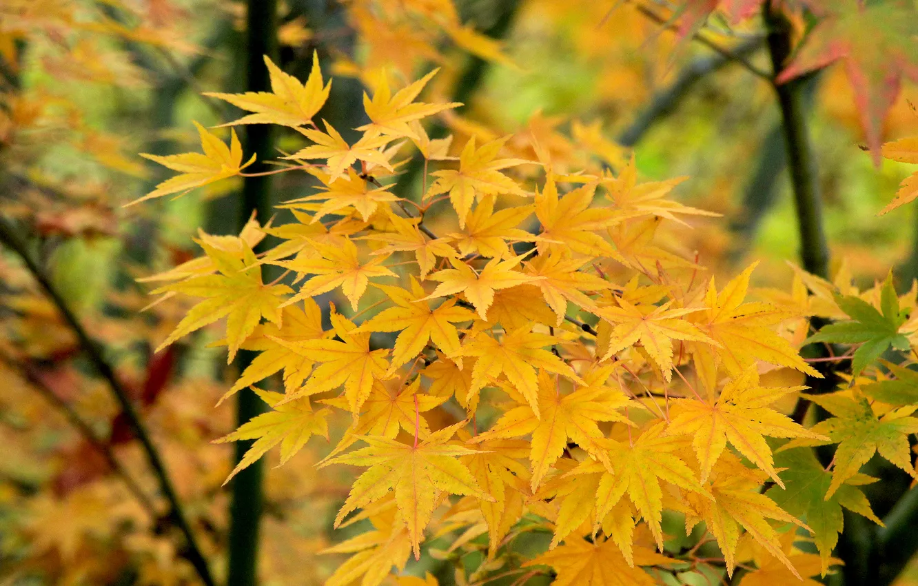 Фото обои autumn, leafs, fall