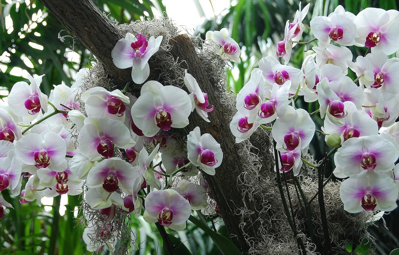 Фото обои орхидеи, экзотика, соцветия