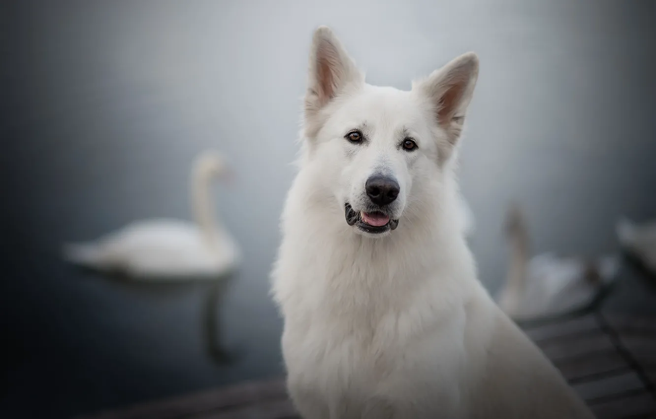 Фото обои взгляд, морда, портрет, собака, лебеди, боке, Белая швейцарская овчарка