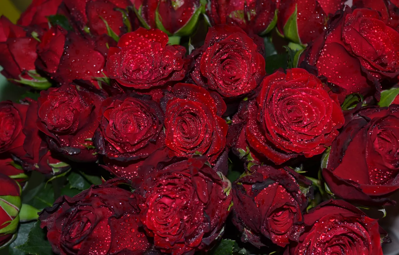 Фото обои макро, цветы, красный, фон, розы