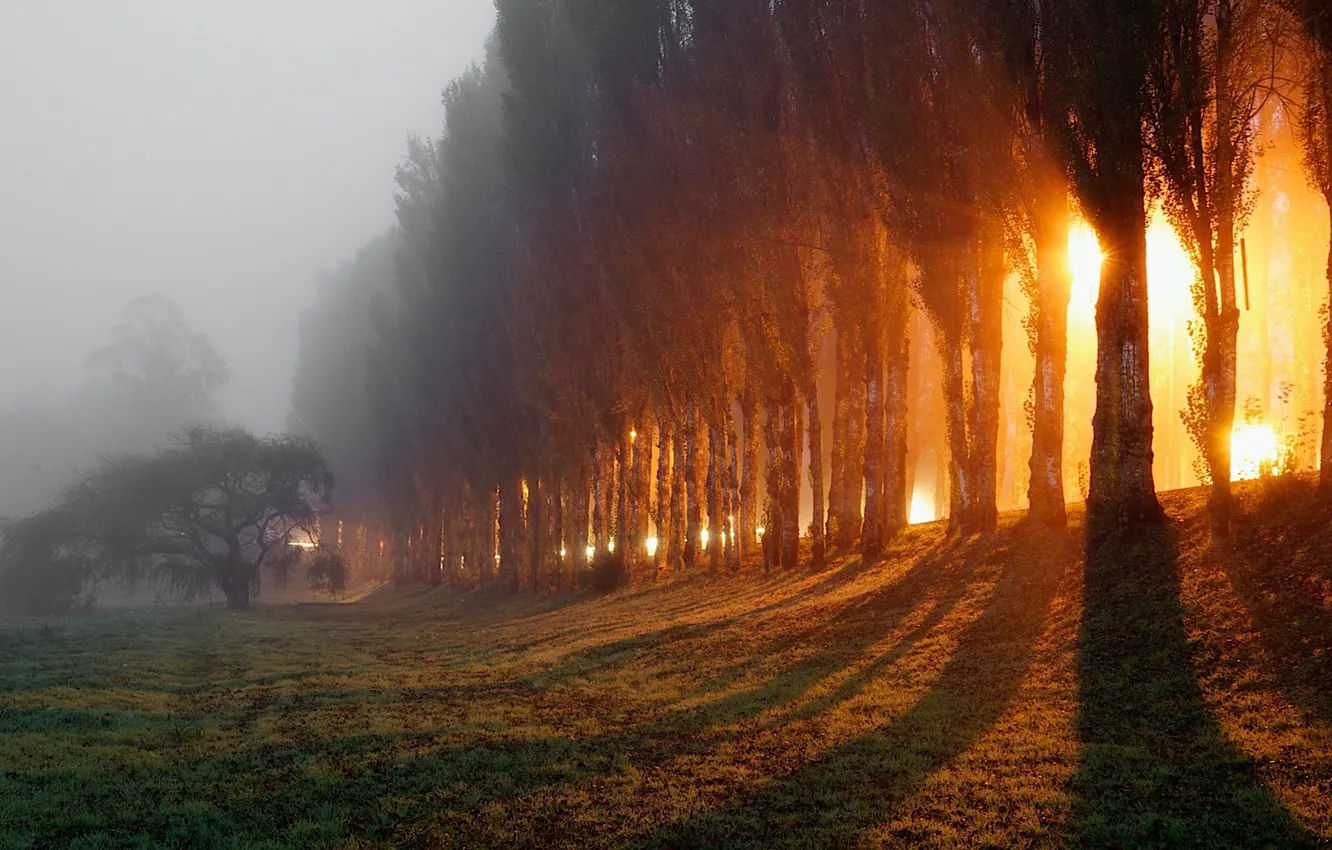 Фото обои поле, туман, лучи солнца, кипарисы