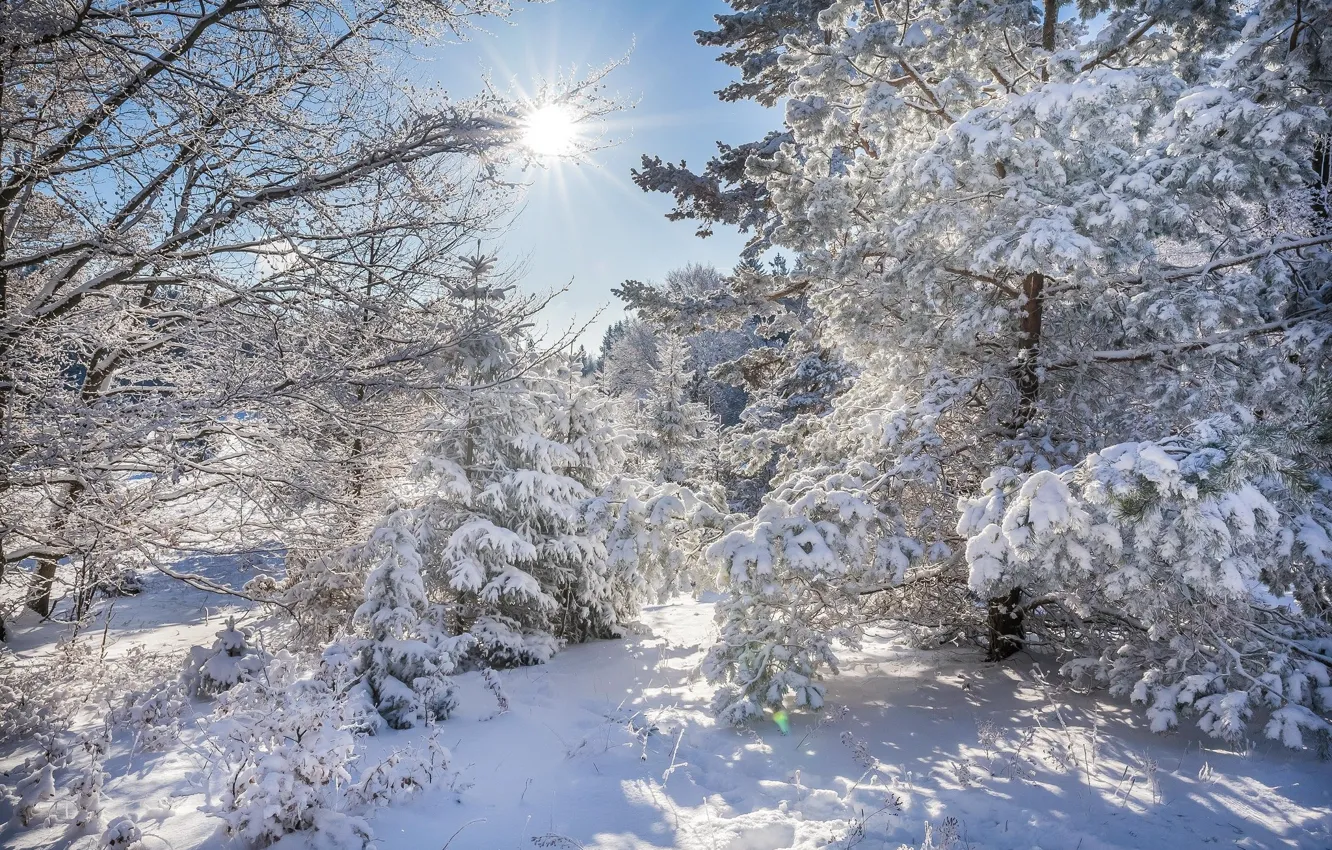 Фото обои зима, лес, солнце, снег, деревья