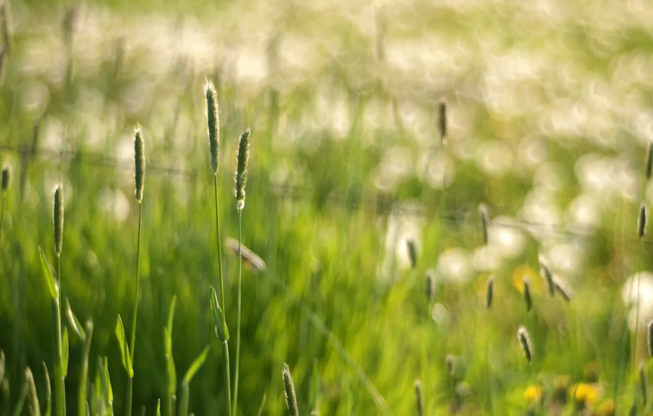 Фото обои трава, макро, блики, колоски, боке