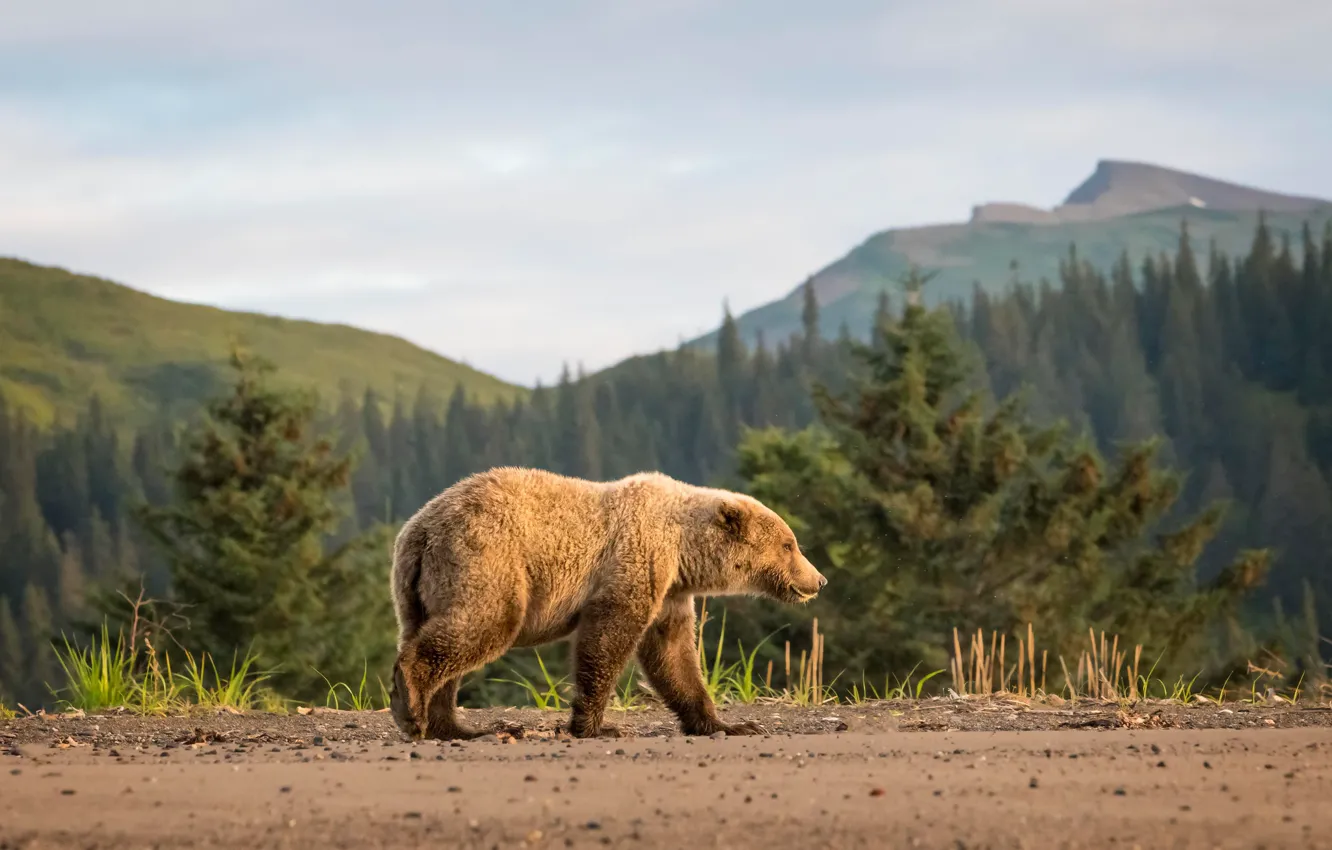 Фото обои дорога, лес, небо, горы, природа, холмы, вершины, ели