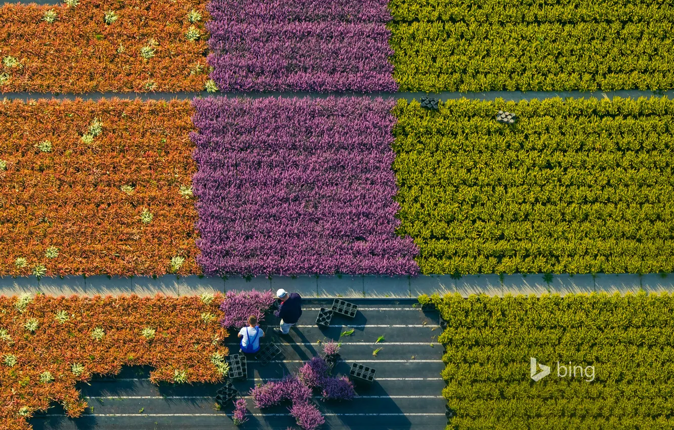 Фото обои цветы, человек, Германия, Северный Рейн-Вестфалия, россада