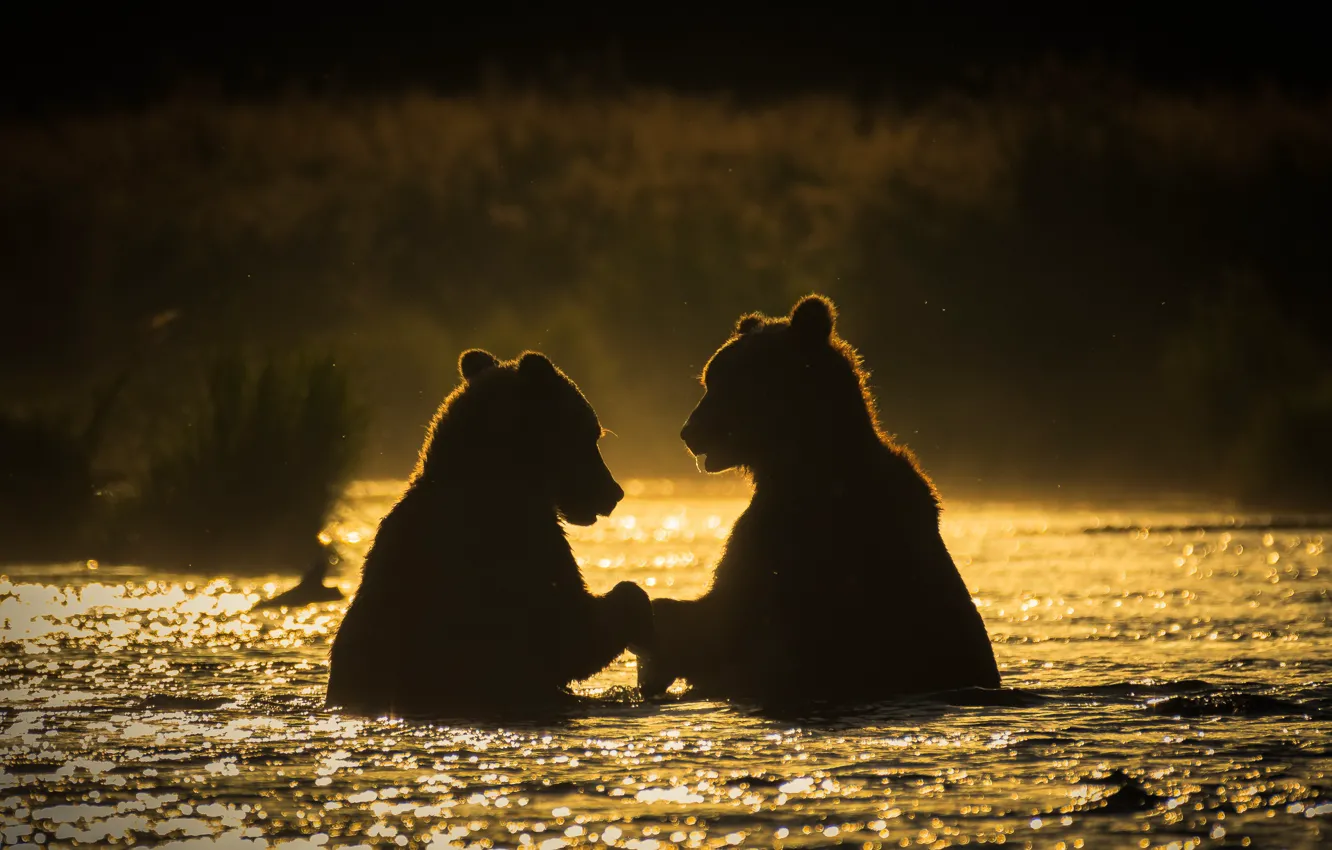 Фото обои река, утро, медведи