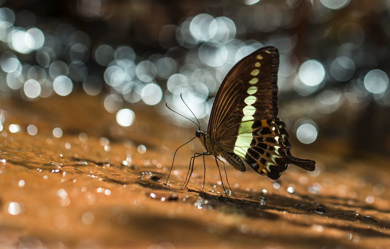 Фото обои вода, капли, макро, свет, блики, бабочка, боке, хоботок