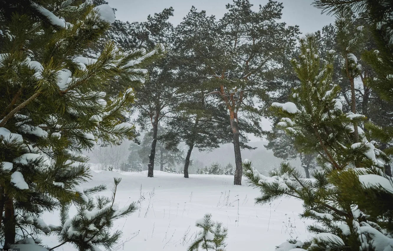 Фото обои зима, Природа, сосна, область, Калужская