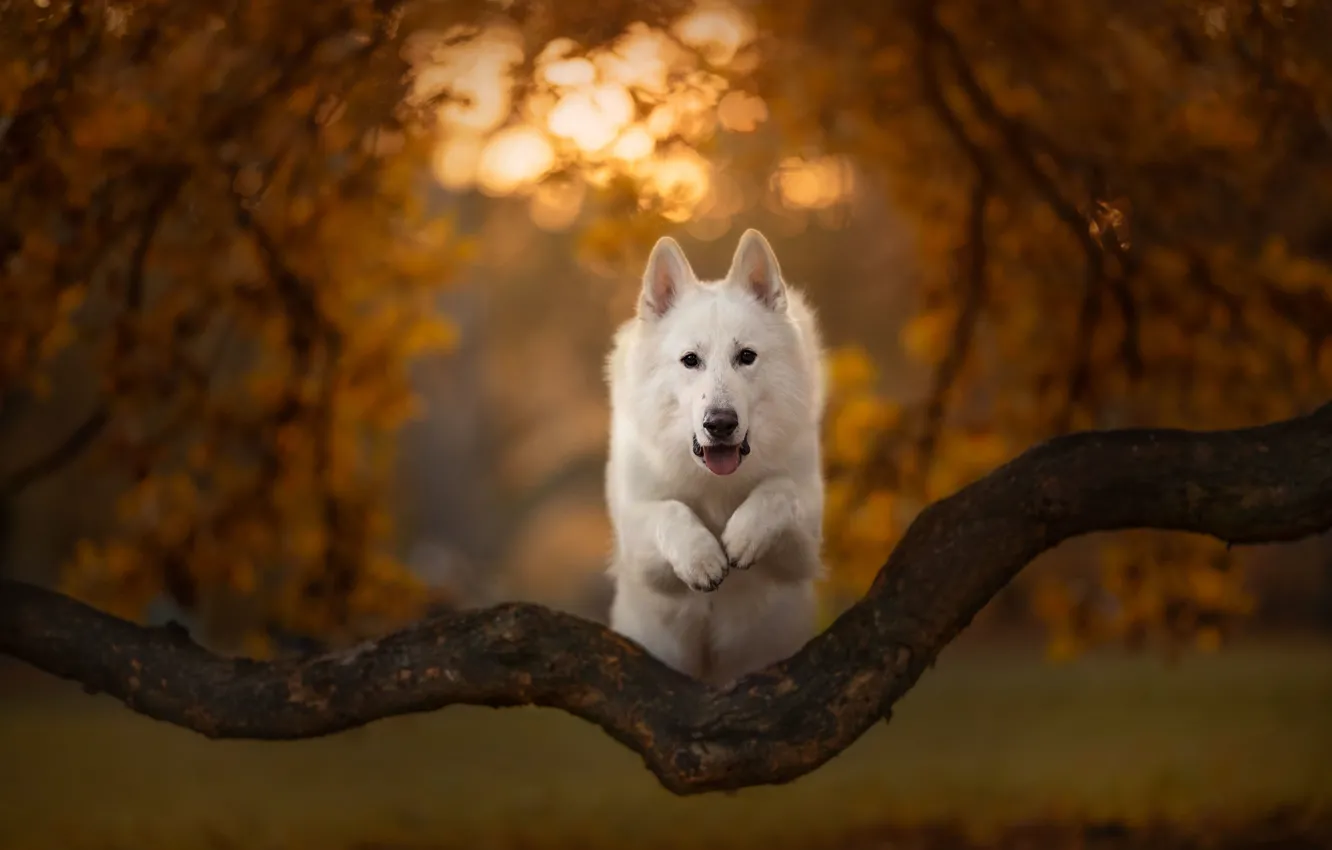 Фото обои осень, прыжок, собака, коряга, боке, Белая швейцарская овчарка