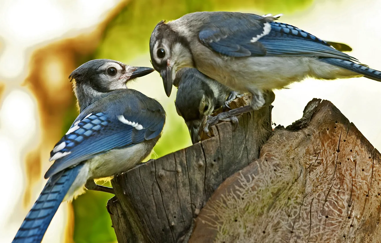 Фото обои макро, птицы, пень, размытость, три, пенёк, Blue Jay