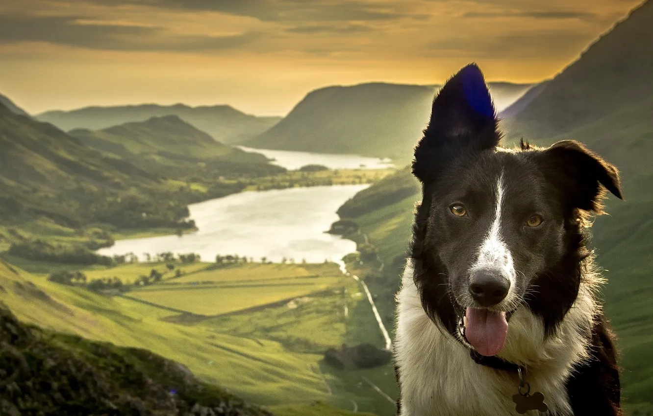 Фото обои морда, горы, природа, озеро, собака, долина, панорама, Бордер-колли