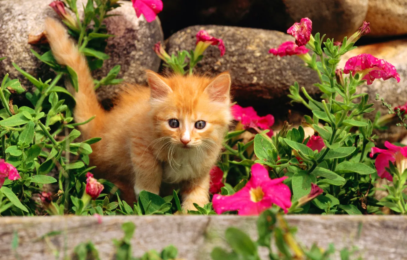 Фото обои кошка, трава, кот, цветы, камни, котенок, киска, рыжий
