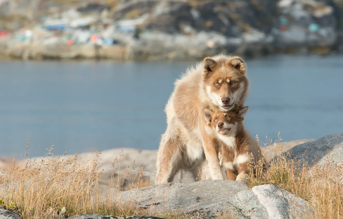 Фото обои puppy, dog, lake, bokeh