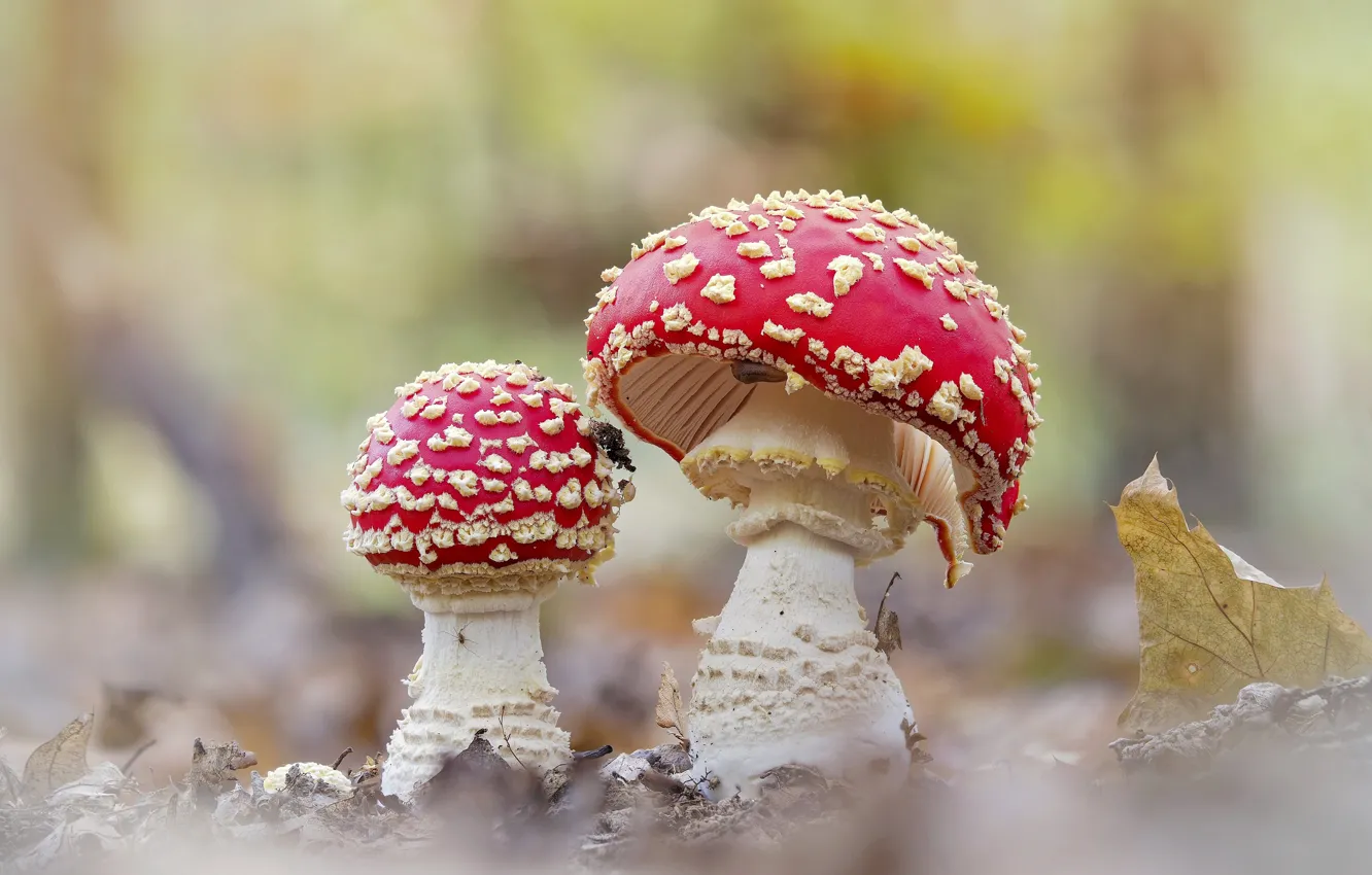 Фото обои грибы, мухоморы, парочка, светлый фон