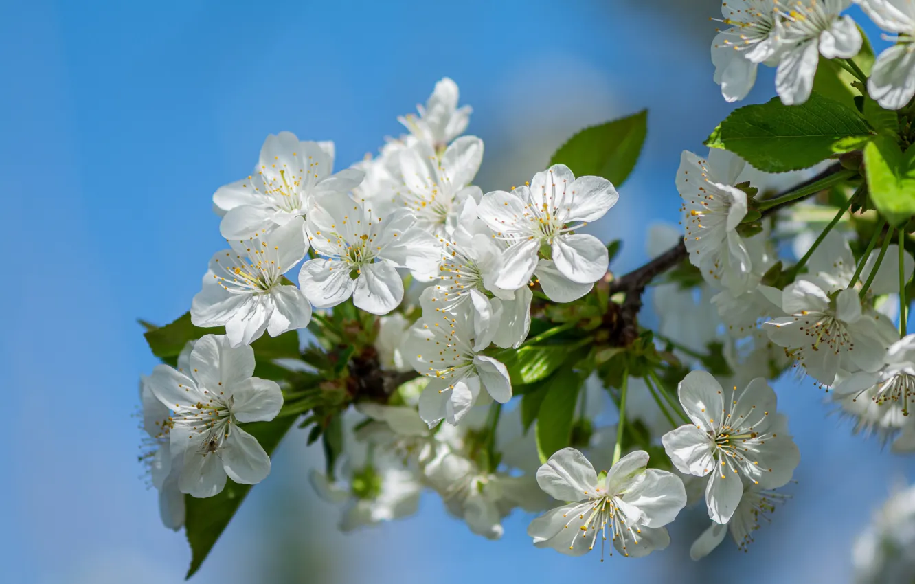 Фото обои макро, вишня, весна, цветение, цветки, ветка вишни, Юрий Пужалин