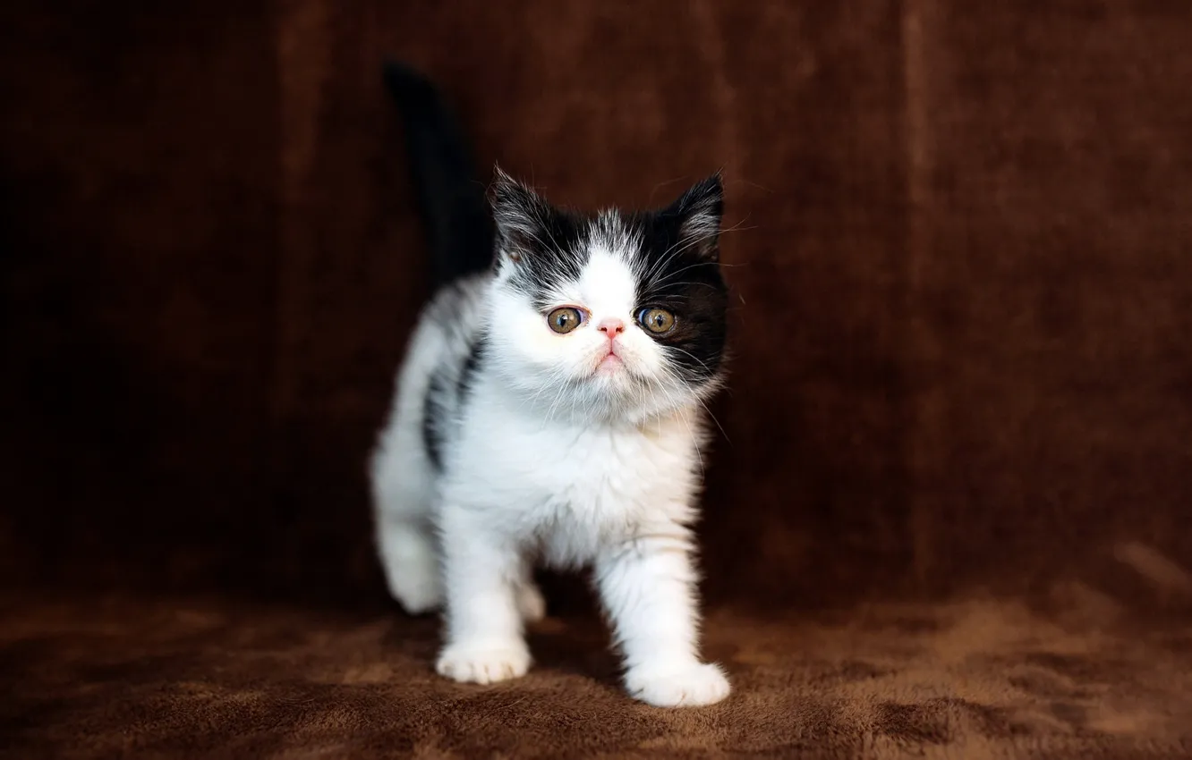 Фото обои кошка, взгляд, котенок, маленький, перс, мордочка, милый, коричневый фон