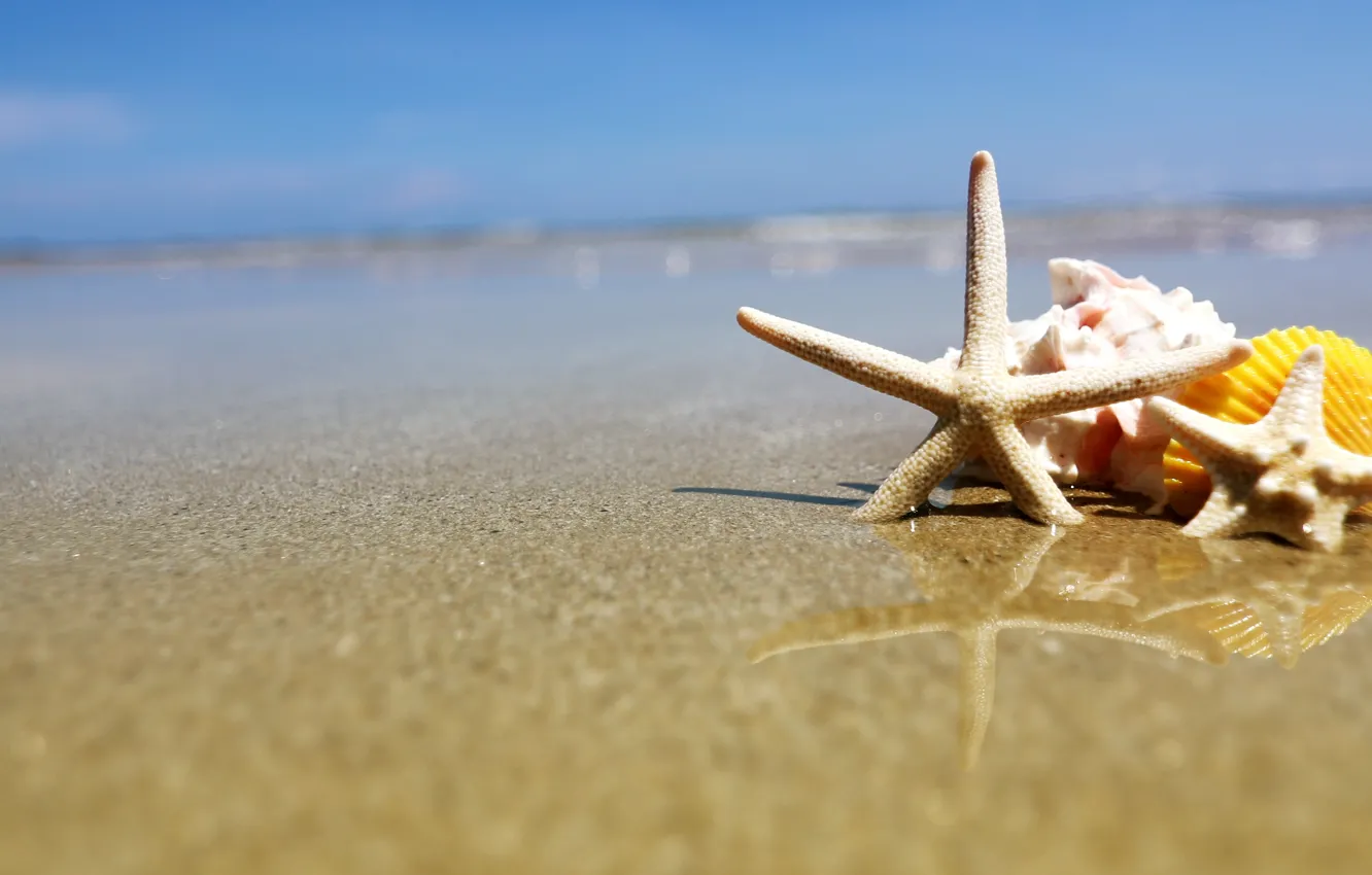 Фото обои песок, пляж, лето, ракушки, summer, beach, sea, sand