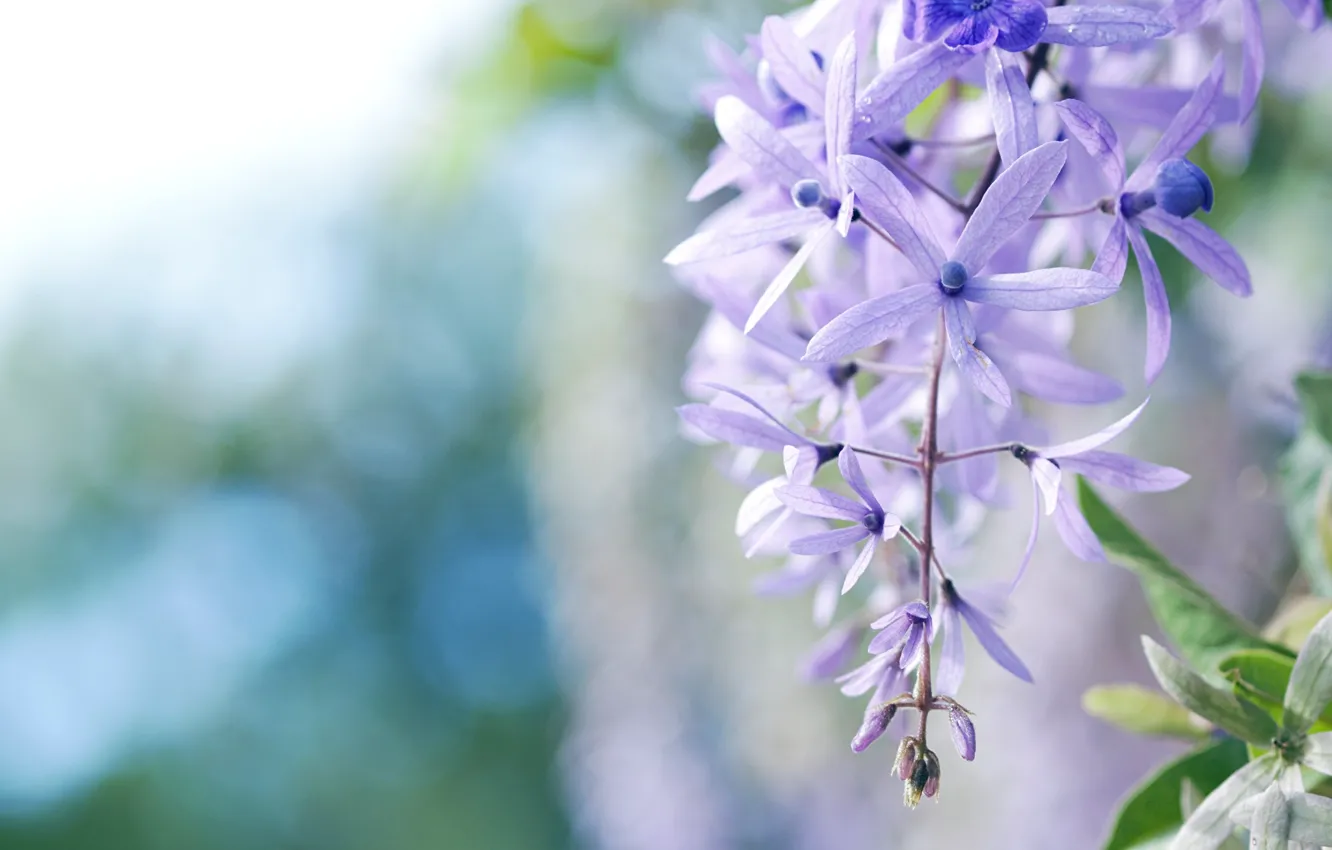 Фото обои макро, цветы, голубой, лепестки