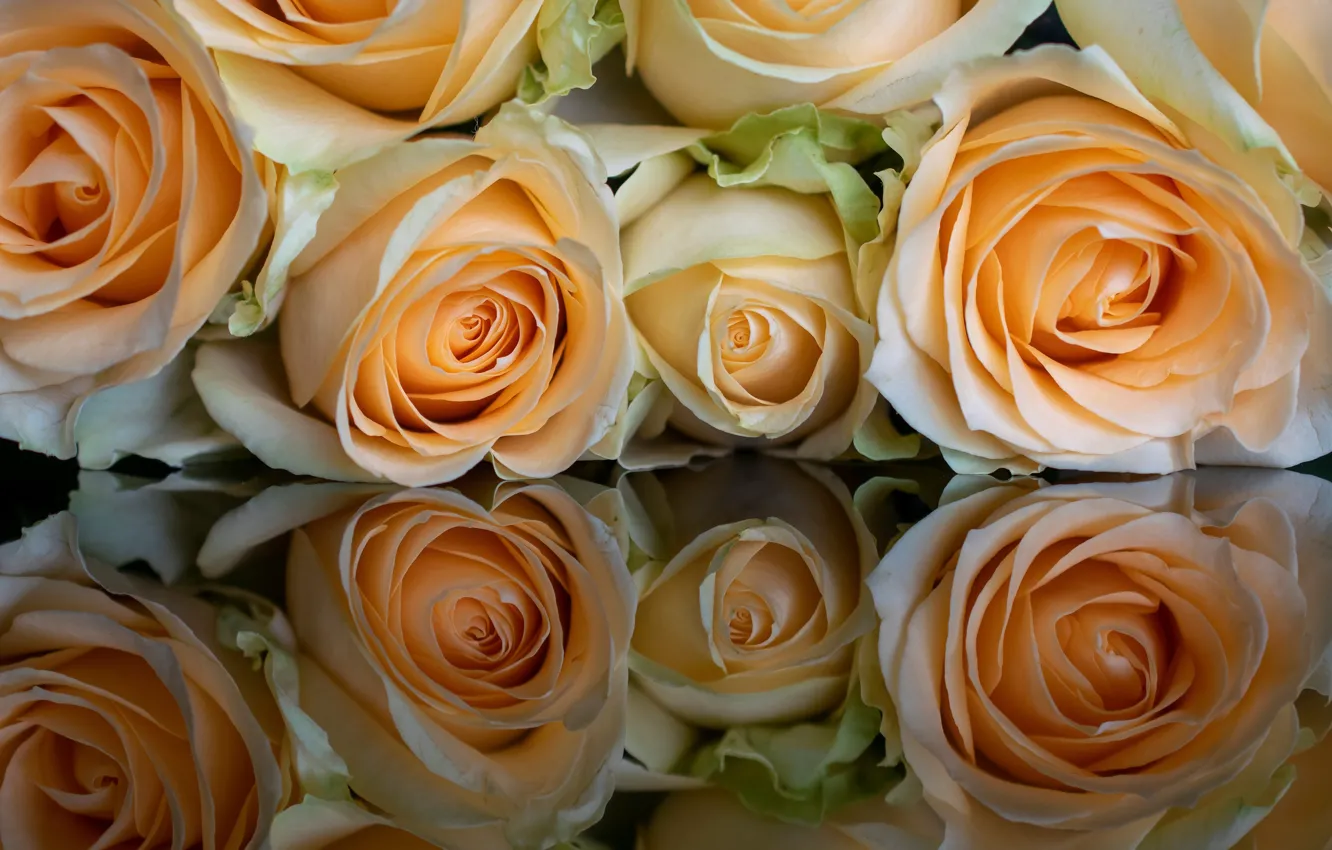 Фото обои цветы, отражение, розы, букет, оранжевые, бутоны