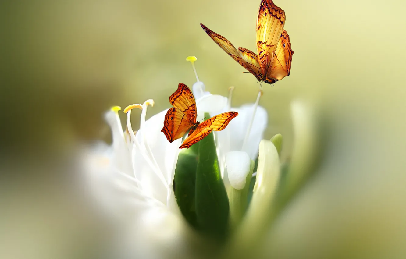 Фото обои цветок, бабочки, краски, стилизация, Josep Sumalla