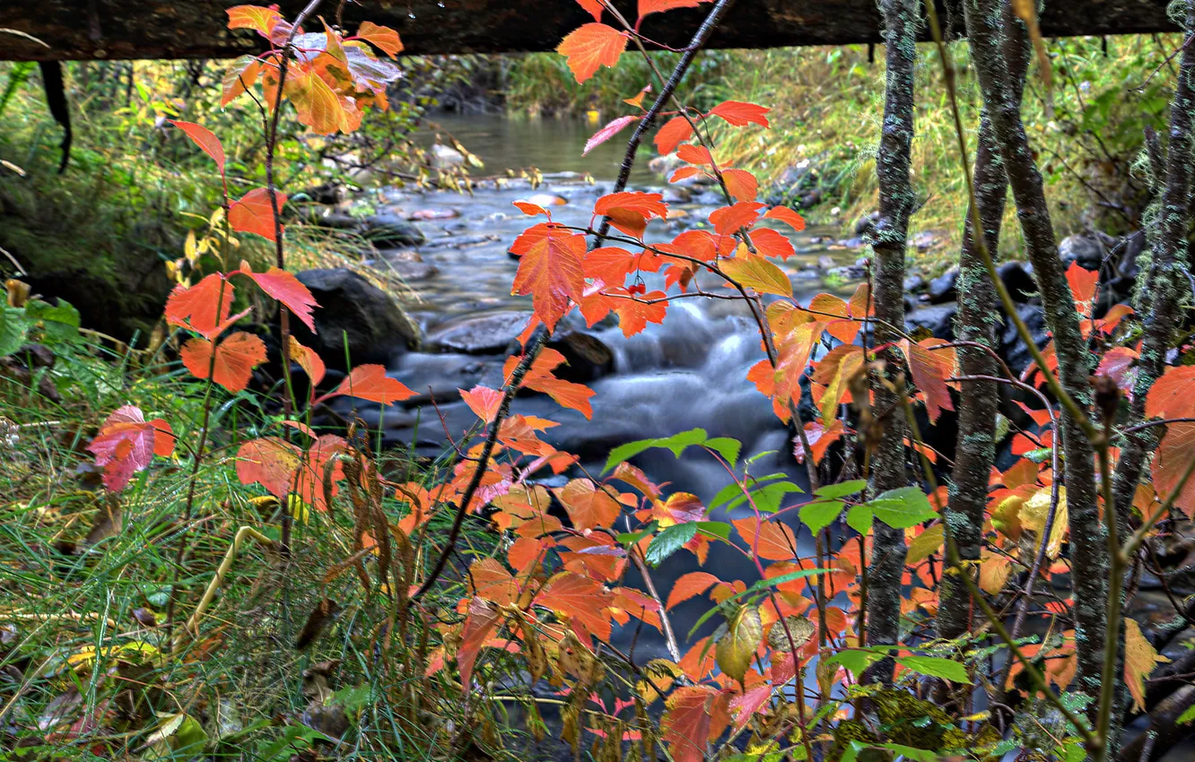 Фото обои осень, листья, река, ручей