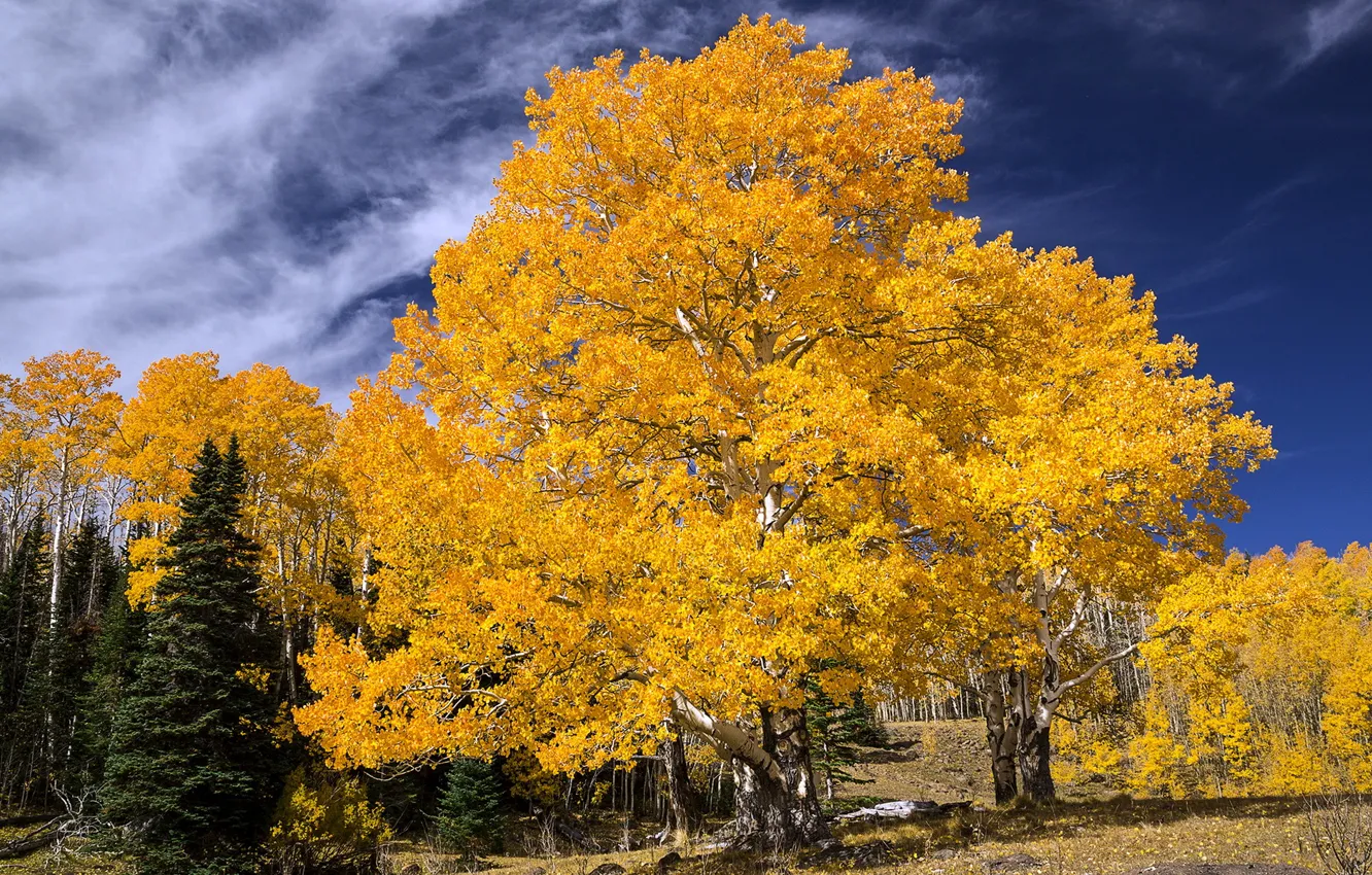 Фото обои осень, пейзаж, дерево