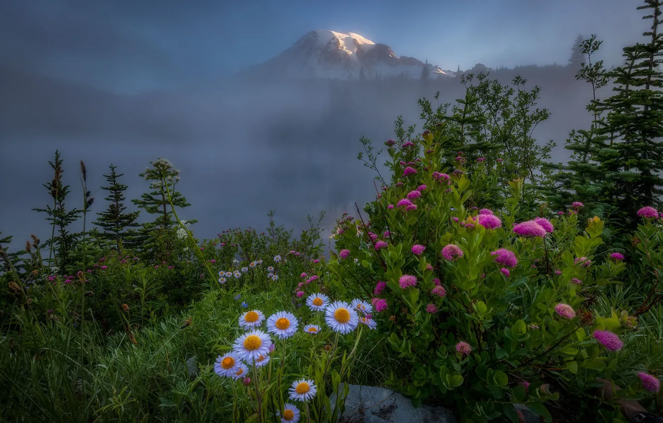 Фото обои цветы, горы, туман