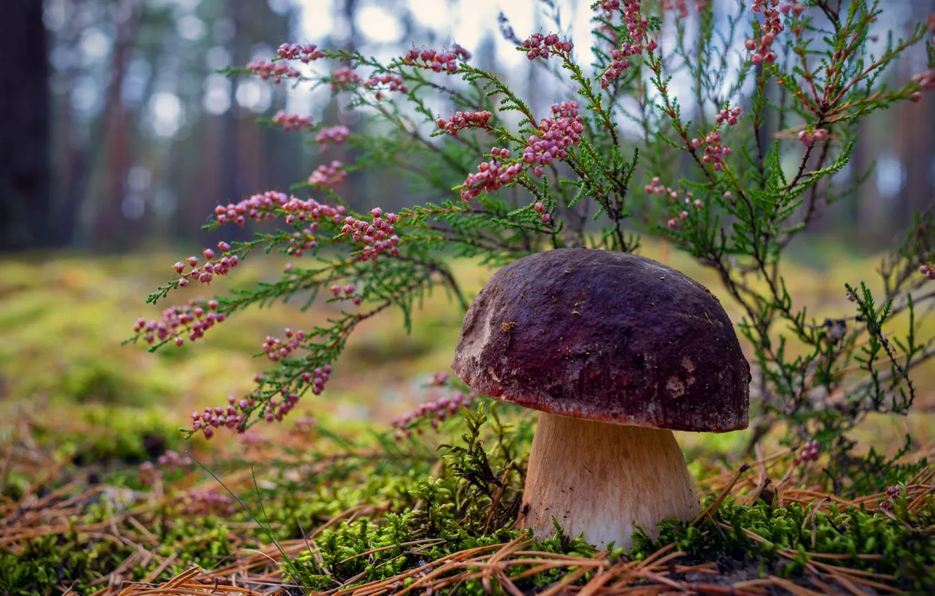 Фото обои лес, ветки, ягоды, грибы, плоды, хвоя, кустики, Белый гриб