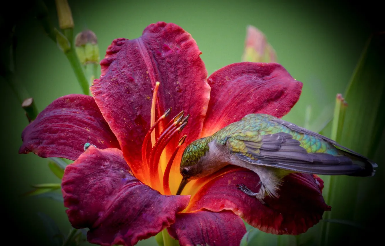 Фото обои цветок, макро, лилия, колибри, птичка