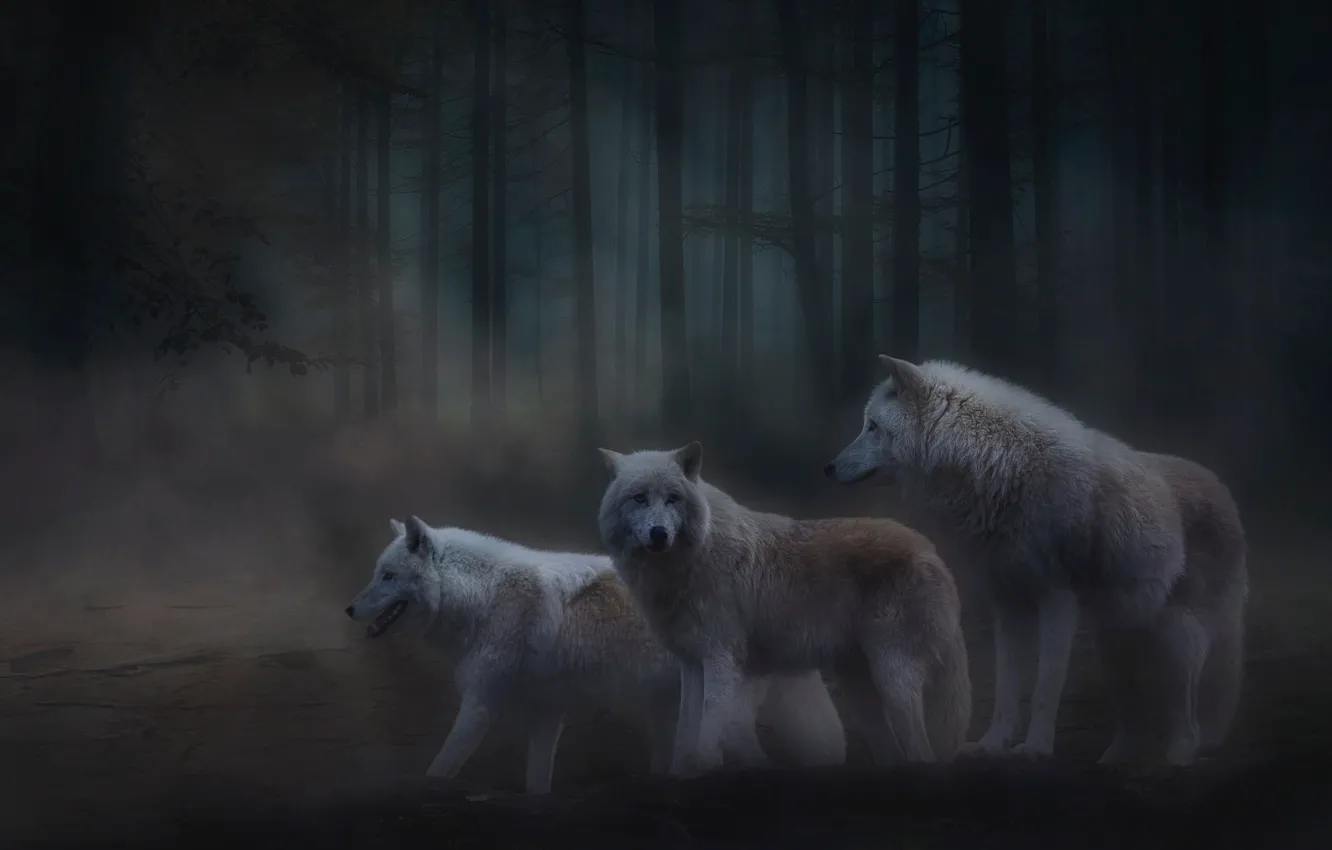 Фото обои лес, деревья, ночь, туман, волк, обработка, волки, полумрак