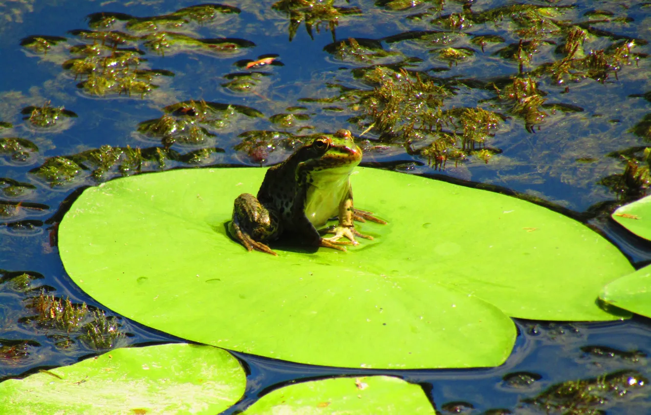 Фото обои лето, вода, водоросли, лягушка, кувшинка, зеленая, жаба