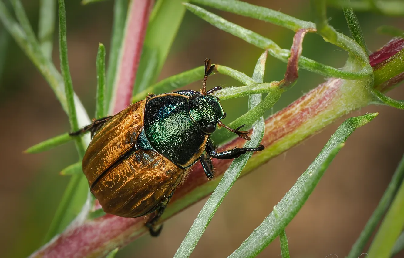 Фото обои макро, жук, насекомое, боке, Хрущик садовый, Ryszard Orzechowicz, Phyllopertha horticola