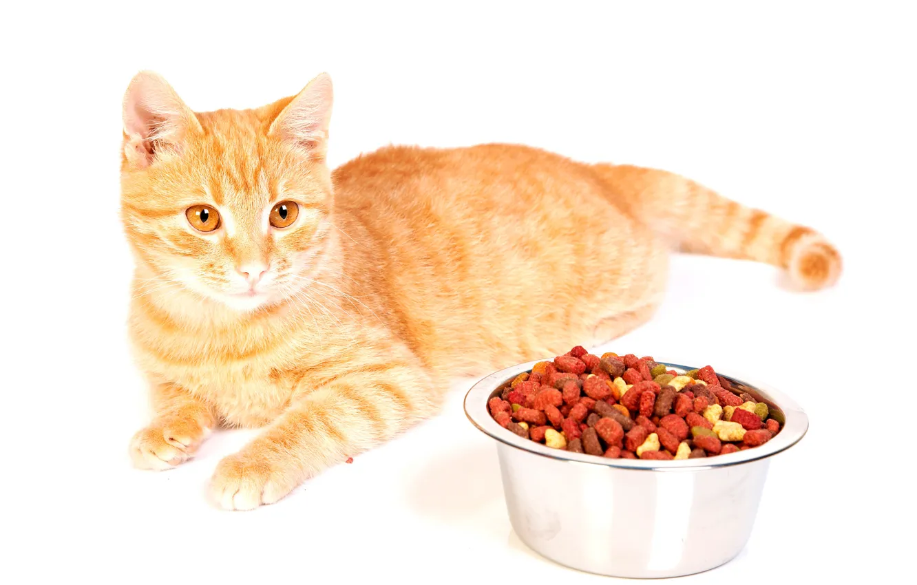 Фото обои кот, еда, рыжий, белый фон, лежит, миска, корм, на полу