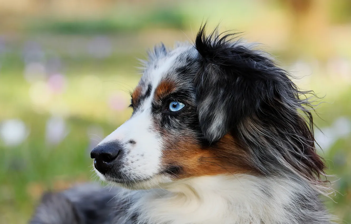 Фото обои собака, Щенок, голубые глаза