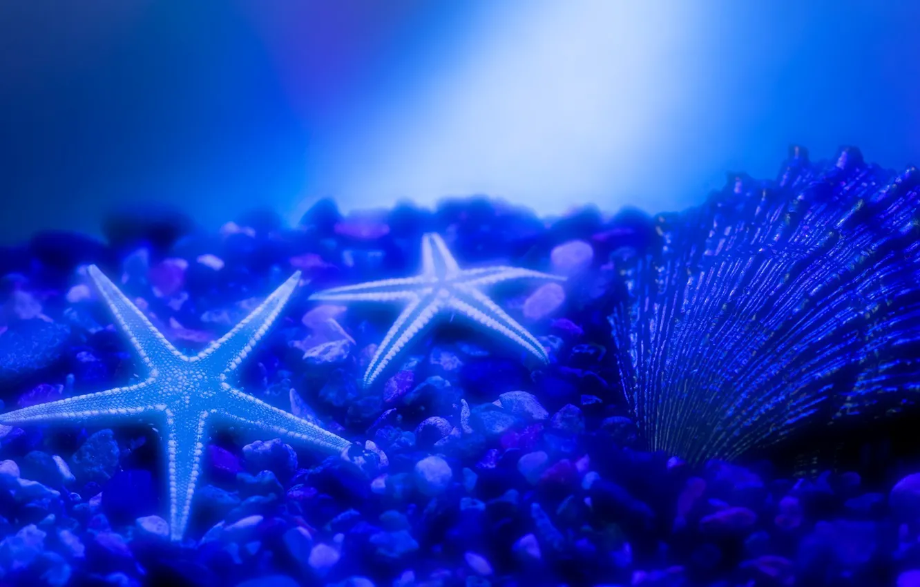 Фото обои вода, синий, камни, свечение, ракушка, морска звезда, морское дно