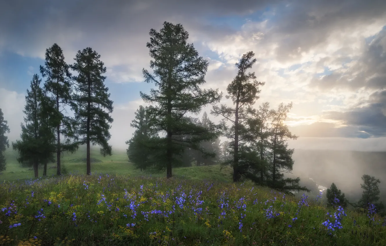 Фото обои небо, трава, облака, деревья, цветы, туман, поляна, утро