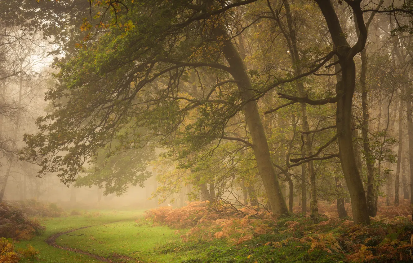 Фото обои осень, лес, деревья, Англия, утро, тропинка