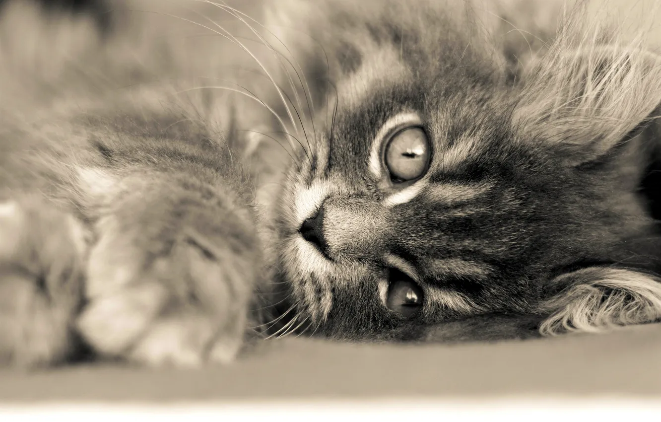 Фото обои глаза, кот, взгляд, лапа, пушистый, лежит, котёнок, полосатый