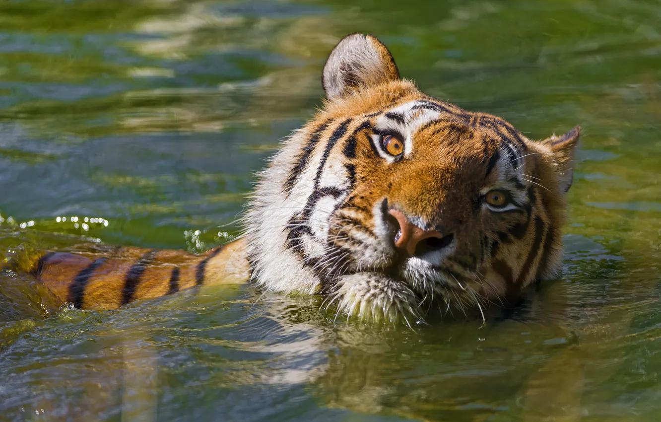 Фото обои морда, тигр, хищник, купание