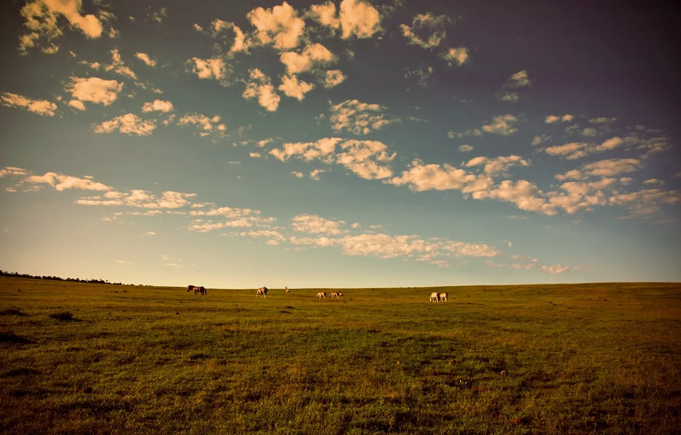 Фото обои поле, облака, Закат, вечер, лошади, луг