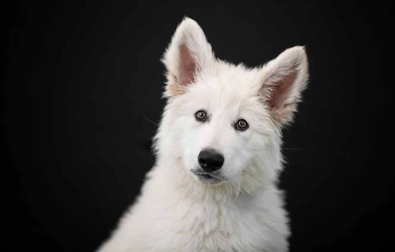Фото обои взгляд, морда, портрет, собака, щенок, уши, чёрный фон, Белая швейцарская овчарка