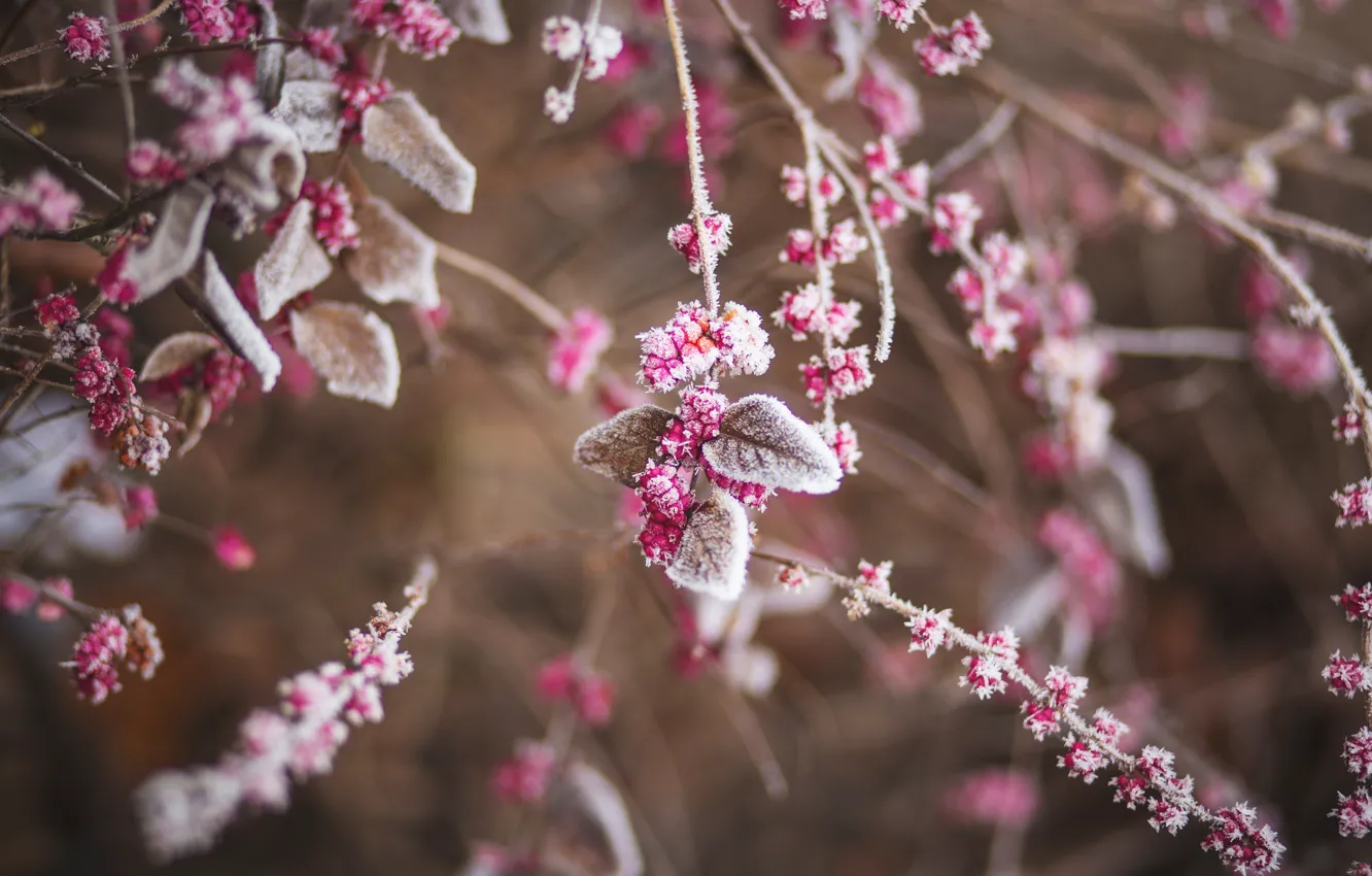 Фото обои Зима, Листья, Растение, Кусты, Frozen, Мороз, Winter, Frost