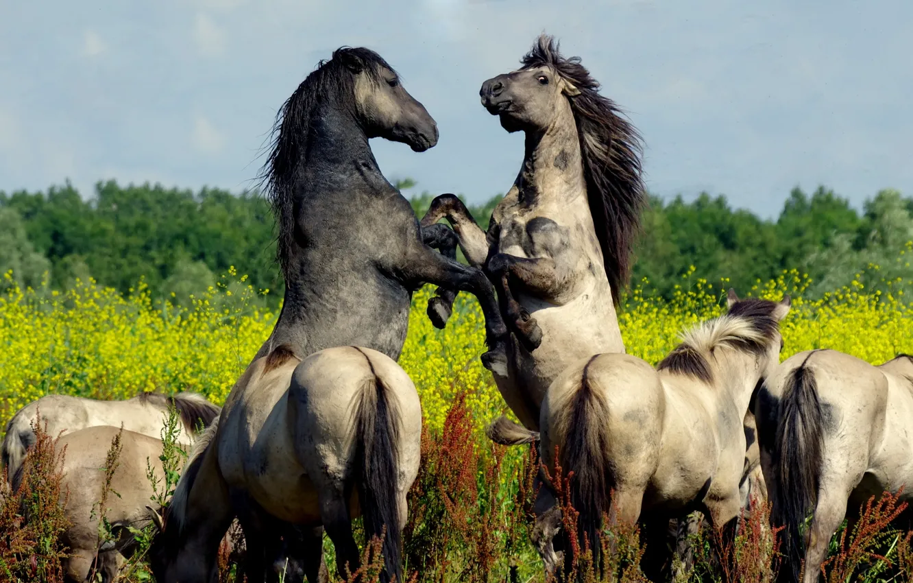 Фото обои природа, фон, кони