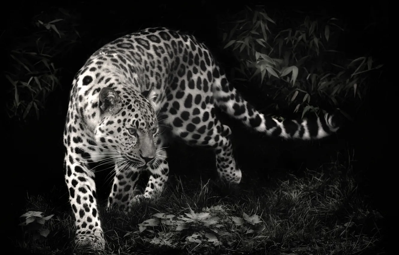 Фото обои хищник, леопард, leopard, чёрно-белое фото