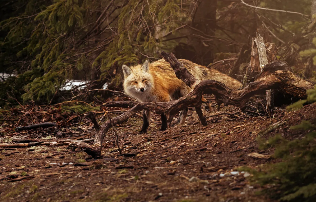Фото обои лес, Лиса, лисица