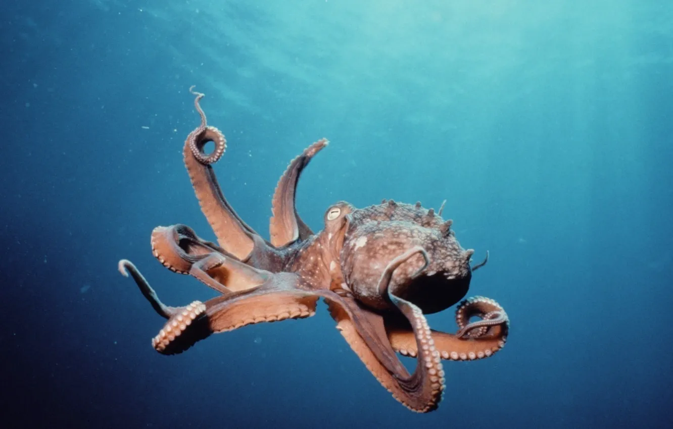 Фото обои underwater, ocean, octopus