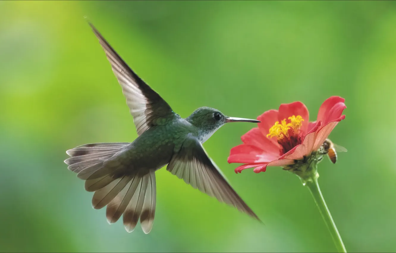 Фото обои цветы, пчела, птица, весна