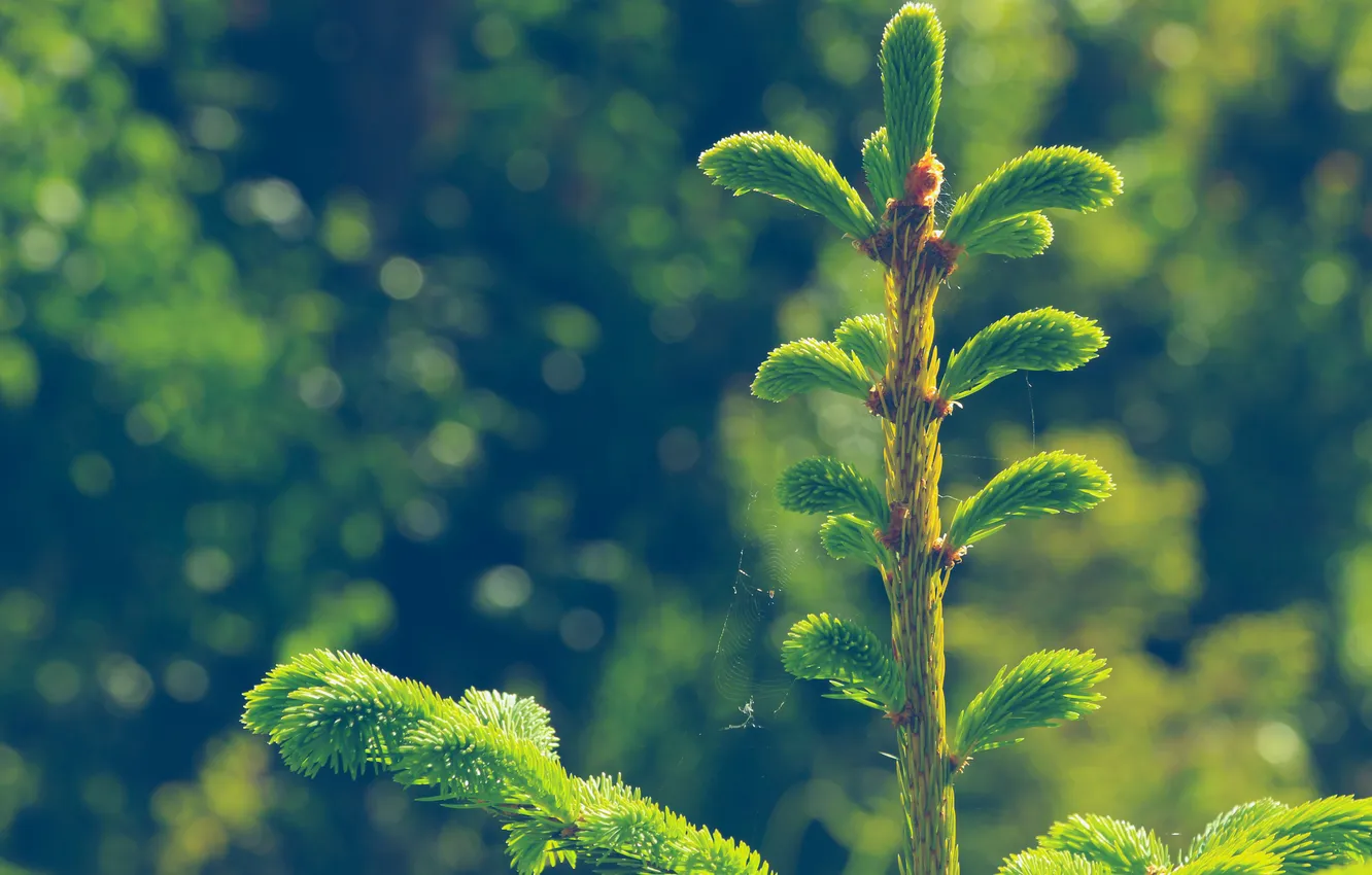 Фото обои green, spruce, twig